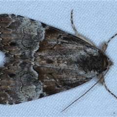 Alophosoma emmelopis (Bicoloured Crest) at Rosedale, NSW - 18 Oct 2024 by jb2602