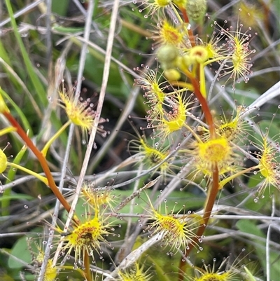 Drosera gunniana (Pale Sundew) at Bendoura, NSW - 19 Oct 2024 by JaneR