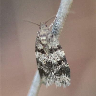 Barea (genus) (A concealer moth) at Deakin, ACT - 18 Oct 2024 by LisaH