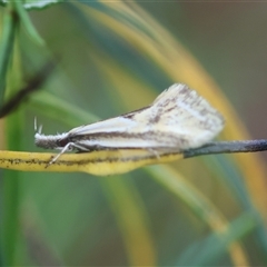 Thema macroscia (A concealer moth) at Deakin, ACT - 18 Oct 2024 by LisaH