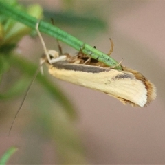 Philobota protecta (A concealer moth) at Hughes, ACT - 18 Oct 2024 by LisaH