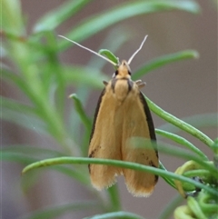 Philobota protecta at Hughes, ACT - 18 Oct 2024 10:50 AM