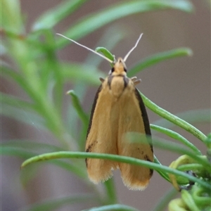 Philobota protecta at Hughes, ACT - 18 Oct 2024 10:50 AM