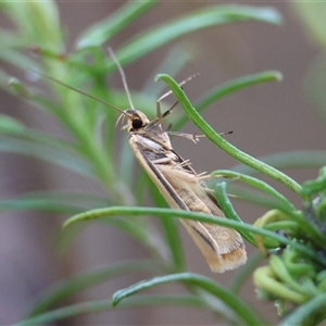 Philobota protecta at Hughes, ACT - 18 Oct 2024 10:50 AM