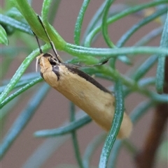 Philobota protecta at Hughes, ACT - 18 Oct 2024