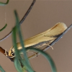 Philobota protecta at Hughes, ACT - 18 Oct 2024