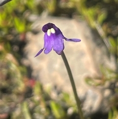 Utricularia dichotoma (Fairy Aprons, Purple Bladderwort) at Bendoura, NSW - 19 Oct 2024 by JaneR