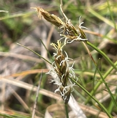 Carex chlorantha (Green-top Sedge) at Bendoura, NSW - 19 Oct 2024 by JaneR