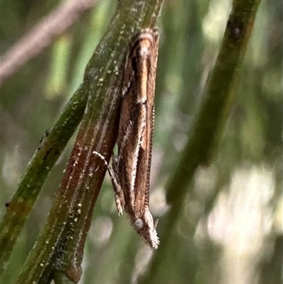 Eutorna (genus) (A Gelechioid moth (Depressidae)) at Ainslie, ACT - 19 Oct 2024 by Pirom