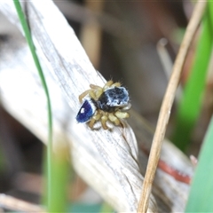 Maratus hesperus at Watson, ACT - 19 Oct 2024 02:52 PM