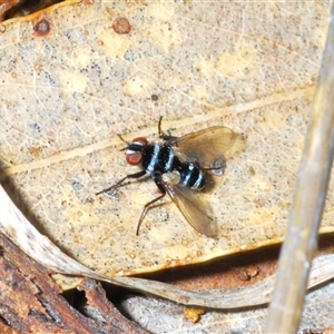 Trigonospila sp. (genus) at Watson, ACT - 19 Oct 2024