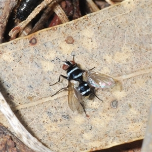 Trigonospila sp. (genus) at Watson, ACT - 19 Oct 2024