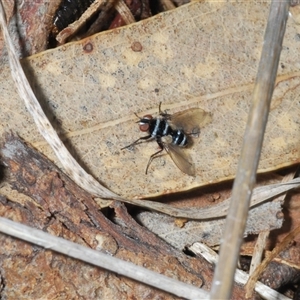 Trigonospila sp. (genus) at Watson, ACT - 19 Oct 2024