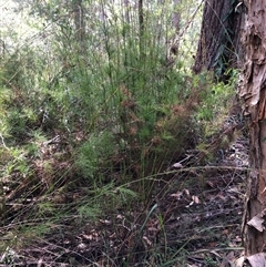 Baloskion tetraphyllum subsp. tetraphyllum at Kungala, NSW - 20 Oct 2024 by donnanchris