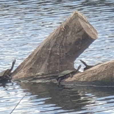 Chelodina longicollis (Eastern Long-necked Turtle) at Dickson, ACT - 19 Oct 2024 by Jeanette