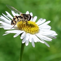 Simosyrphus grandicornis (Common hover fly) at Wodonga, VIC - 19 Oct 2024 by KylieWaldon