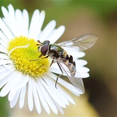 Melangyna sp. (genus) (Hover Fly) at Wodonga, VIC - 19 Oct 2024 by KylieWaldon