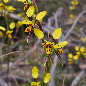 Diuris sulphurea at Bombay, NSW - 19 Oct 2024