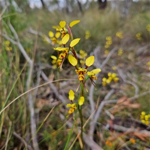 Diuris sulphurea at Bombay, NSW - 19 Oct 2024