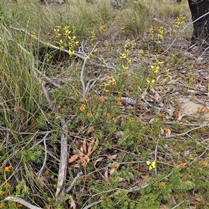 Diuris sulphurea at Bombay, NSW - 19 Oct 2024