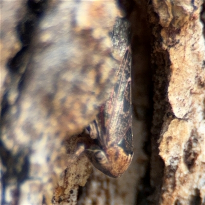 Eurymelinae (subfamily) (Unidentified eurymeline leafhopper) at Ngunnawal, ACT - 18 Oct 2024 by Hejor1