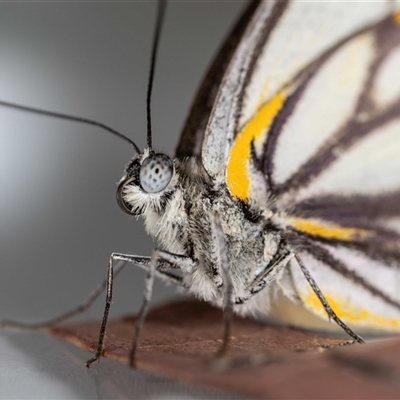 Belenois java (Caper White) at Jerrabomberra, NSW - 14 Oct 2024 by MarkT