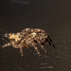 Unidentified Orb-weaving spider (several families) at Jerrabomberra, NSW - 13 Oct 2024 by MarkT