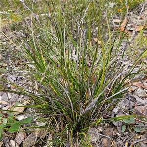 Lepidosperma laterale at Bombay, NSW - 19 Oct 2024