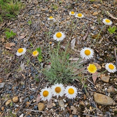 Leucochrysum albicans subsp. tricolor at Braidwood, NSW - 19 Oct 2024