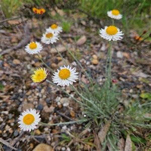 Leucochrysum albicans subsp. tricolor at Braidwood, NSW - 19 Oct 2024