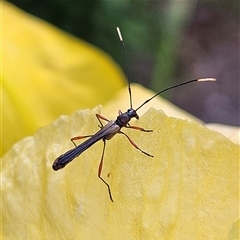 Enchoptera apicalis (Longhorn beetle) at Braidwood, NSW - 19 Oct 2024 by MatthewFrawley