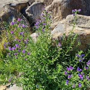 Echium plantagineum at Fadden, ACT - 20 Oct 2024