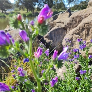 Echium plantagineum at Fadden, ACT - 20 Oct 2024