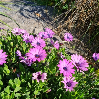 Dimorphotheca ecklonis (South African Daisy) at Fadden, ACT - 20 Oct 2024 by Mike