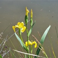 Iris pseudacorus (Yellow Flag) at Fadden, ACT - 20 Oct 2024 by Mike