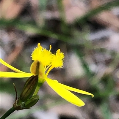 Tricoryne elatior at Kungala, NSW - 18 Oct 2024 by donnanchris