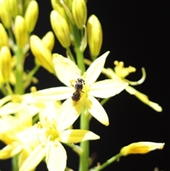 Lasioglossum (Chilalictus) sp. (genus & subgenus) (Halictid bee) at Cook, ACT - 12 Oct 2024 by Tammy