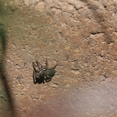 Unidentified Jumping or peacock spider (Salticidae) at Cook, ACT - 10 Oct 2024 by Tammy