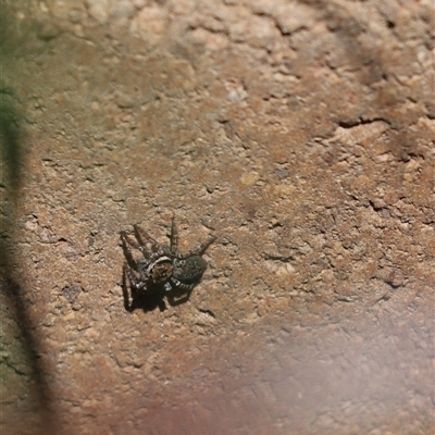 Salticidae (family) (Jumping spider) at Cook, ACT - 11 Oct 2024 by Tammy