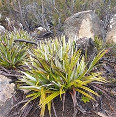 Dianella tasmanica at Wellington Park, TAS - 19 Oct 2024 by Detritivore