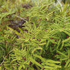 Gleichenia alpina (Alpine coralfern) at Wellington Park, TAS - 19 Oct 2024 by Detritivore