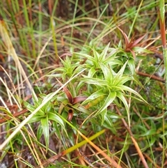 Unidentified Other Shrub at Wellington Park, TAS - 19 Oct 2024 by Detritivore