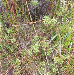 Richea gunnii at Wellington Park, TAS - 19 Oct 2024 08:13 AM