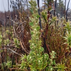 Olearia obcordata at Wellington Park, TAS - 19 Oct 2024 by Detritivore