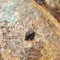 Cystopelta bicolor at Wellington Park, TAS - 18 Oct 2024 by Detritivore