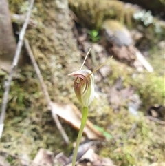 Pterostylis pedunculata (Maroonhood) at Sandy Bay, TAS - 5 Oct 2024 by Detritivore