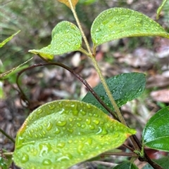 Rhodamnia rubescens (Scrub Turpentine, Brown Malletwood) at Lorne, NSW - 19 Oct 2024 by Butlinz