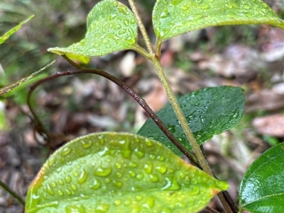 Rhodamnia rubescens (Scrub Turpentine, Brown Malletwood) at Lorne, NSW - 20 Oct 2024 by Butlinz