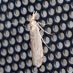 Faveria tritalis (Couchgrass Webworm) at Turner, ACT - 17 Oct 2024 by ConBoekel