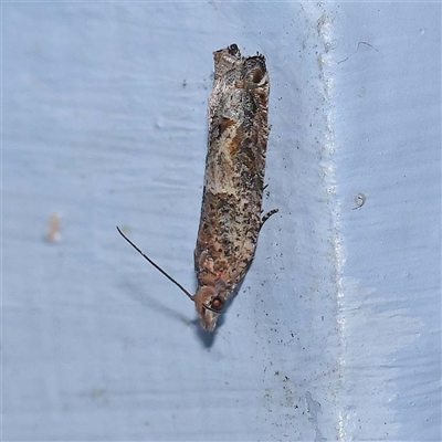 Crocidosema plebejana (Cotton Tipworm Moth) at Turner, ACT - 17 Oct 2024 by ConBoekel